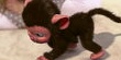 info/eyepet.jpg