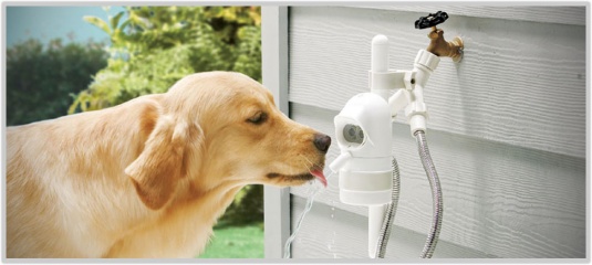 autopodajnik-wody-pies-1