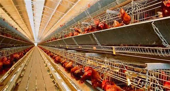 jaja-farmio-to-sciema-1