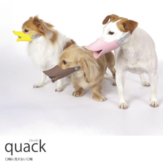 quack-1