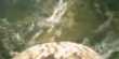 film-orzel