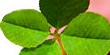 m-LuckyFourLeafClover