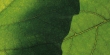 zielone-swiatki